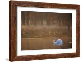 A Mute Swan, Cygnus Olor, Swimming in a Pond in Winter-Alex Saberi-Framed Photographic Print