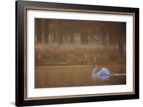 A Mute Swan, Cygnus Olor, Swimming in a Pond in Winter-Alex Saberi-Framed Photographic Print