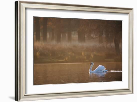 A Mute Swan, Cygnus Olor, Swimming in a Pond in Winter-Alex Saberi-Framed Photographic Print