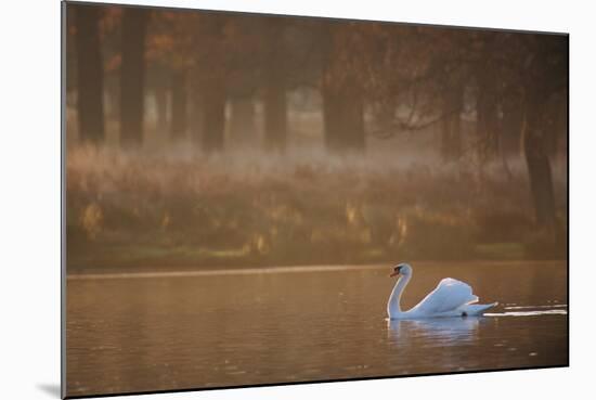A Mute Swan, Cygnus Olor, Swimming in a Pond in Winter-Alex Saberi-Mounted Photographic Print
