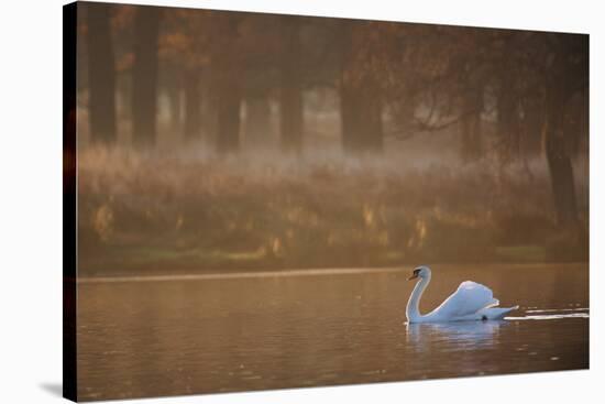 A Mute Swan, Cygnus Olor, Swimming in a Pond in Winter-Alex Saberi-Stretched Canvas