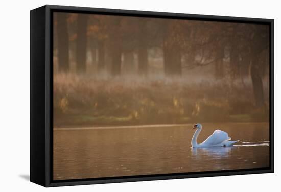 A Mute Swan, Cygnus Olor, Swimming in a Pond in Winter-Alex Saberi-Framed Stretched Canvas