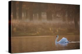 A Mute Swan, Cygnus Olor, Swimming in a Pond in Winter-Alex Saberi-Stretched Canvas