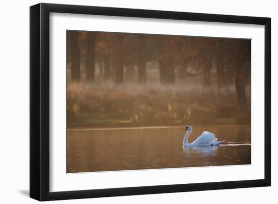 A Mute Swan, Cygnus Olor, Swimming in a Pond in Winter-Alex Saberi-Framed Premium Photographic Print