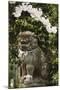 A Mythical Lion Statue and Cherry Blossom in a Temple in Kyoto, Honshu Island, Japan, Asia-Christian Kober-Mounted Photographic Print
