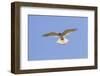 A Nankeen Kestrel (Falco Cenchroides) Hovering in Southwest Australia-Neil Losin-Framed Photographic Print