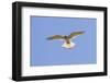 A Nankeen Kestrel (Falco Cenchroides) Hovering in Southwest Australia-Neil Losin-Framed Photographic Print