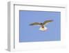 A Nankeen Kestrel (Falco Cenchroides) Hovering in Southwest Australia-Neil Losin-Framed Photographic Print