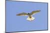 A Nankeen Kestrel (Falco Cenchroides) Hovering in Southwest Australia-Neil Losin-Mounted Photographic Print