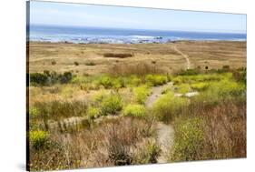 A narrow footpath towards the ocean, San Luis Obispo County, California, Usa.-Susan Pease-Stretched Canvas