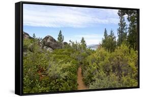 A narrow path at Logan Shoals Vista, Zephyr Cove, Lake Tahoe, Nevada, Usa-Susan Pease-Framed Stretched Canvas