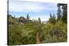 A narrow path at Logan Shoals Vista, Zephyr Cove, Lake Tahoe, Nevada, Usa-Susan Pease-Stretched Canvas