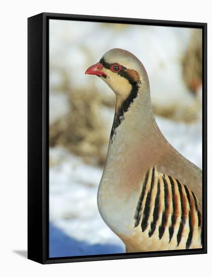 A native of southern Eurasia, the Chukar was introduced to North America as a game bird.-Richard Wright-Framed Stretched Canvas