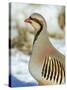 A native of southern Eurasia, the Chukar was introduced to North America as a game bird.-Richard Wright-Stretched Canvas