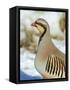 A native of southern Eurasia, the Chukar was introduced to North America as a game bird.-Richard Wright-Framed Stretched Canvas