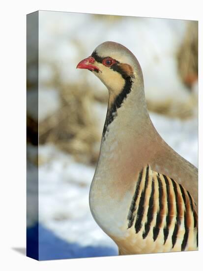 A native of southern Eurasia, the Chukar was introduced to North America as a game bird.-Richard Wright-Stretched Canvas