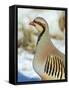 A native of southern Eurasia, the Chukar was introduced to North America as a game bird.-Richard Wright-Framed Stretched Canvas