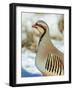 A native of southern Eurasia, the Chukar was introduced to North America as a game bird.-Richard Wright-Framed Photographic Print