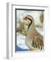 A native of southern Eurasia, the Chukar was introduced to North America as a game bird.-Richard Wright-Framed Photographic Print