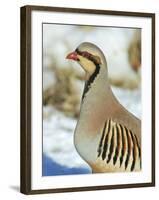 A native of southern Eurasia, the Chukar was introduced to North America as a game bird.-Richard Wright-Framed Photographic Print