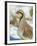 A native of southern Eurasia, the Chukar was introduced to North America as a game bird.-Richard Wright-Framed Photographic Print