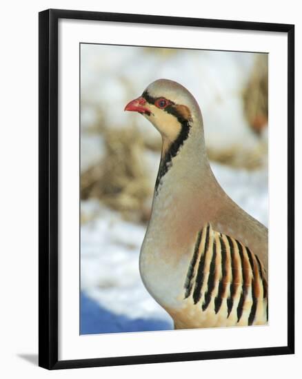 A native of southern Eurasia, the Chukar was introduced to North America as a game bird.-Richard Wright-Framed Photographic Print