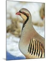 A native of southern Eurasia, the Chukar was introduced to North America as a game bird.-Richard Wright-Mounted Photographic Print