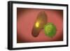 A Natural Killer Cell Injects Toxin into a Bacterium-null-Framed Premium Giclee Print