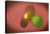 A Natural Killer Cell Injects Toxin into a Bacterium-null-Stretched Canvas