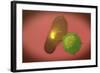 A Natural Killer Cell Injects Toxin into a Bacterium-null-Framed Art Print