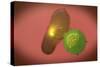 A Natural Killer Cell Injects Toxin into a Bacterium-null-Stretched Canvas