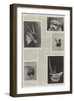 A Naturalist's Treasures-null-Framed Giclee Print