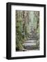 A Nature Trail in Southern Japan, Kii Peninsula Close to Nachi Falls-ClickAlps-Framed Photographic Print