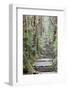 A Nature Trail in Southern Japan, Kii Peninsula Close to Nachi Falls-ClickAlps-Framed Photographic Print