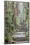 A Nature Trail in Southern Japan, Kii Peninsula Close to Nachi Falls-ClickAlps-Mounted Photographic Print