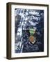 A Navy and Marine Corps Achievement Medal Adorns the U.S. Navy Uniform-null-Framed Photographic Print