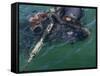 A Navy SEAL Combat Swimmer-Stocktrek Images-Framed Stretched Canvas