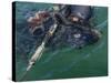 A Navy SEAL Combat Swimmer-Stocktrek Images-Stretched Canvas