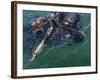 A Navy SEAL Combat Swimmer-Stocktrek Images-Framed Photographic Print