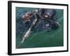 A Navy SEAL Combat Swimmer-Stocktrek Images-Framed Photographic Print