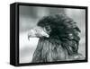 A near Threatened Bateleur Eagle at London Zoo in 1927 (B/W Photo)-Frederick William Bond-Framed Stretched Canvas