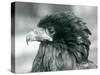 A near Threatened Bateleur Eagle at London Zoo in 1927 (B/W Photo)-Frederick William Bond-Stretched Canvas