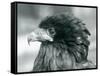 A near Threatened Bateleur Eagle at London Zoo in 1927 (B/W Photo)-Frederick William Bond-Framed Stretched Canvas