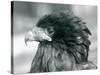 A near Threatened Bateleur Eagle at London Zoo in 1927 (B/W Photo)-Frederick William Bond-Stretched Canvas