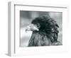 A near Threatened Bateleur Eagle at London Zoo in 1927 (B/W Photo)-Frederick William Bond-Framed Giclee Print