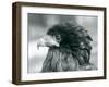 A near Threatened Bateleur Eagle at London Zoo in 1927 (B/W Photo)-Frederick William Bond-Framed Giclee Print