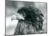 A near Threatened Bateleur Eagle at London Zoo in 1927 (B/W Photo)-Frederick William Bond-Mounted Giclee Print