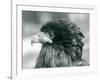 A near Threatened Bateleur Eagle at London Zoo in 1927 (B/W Photo)-Frederick William Bond-Framed Giclee Print