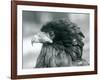 A near Threatened Bateleur Eagle at London Zoo in 1927 (B/W Photo)-Frederick William Bond-Framed Giclee Print