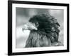 A near Threatened Bateleur Eagle at London Zoo in 1927 (B/W Photo)-Frederick William Bond-Framed Giclee Print